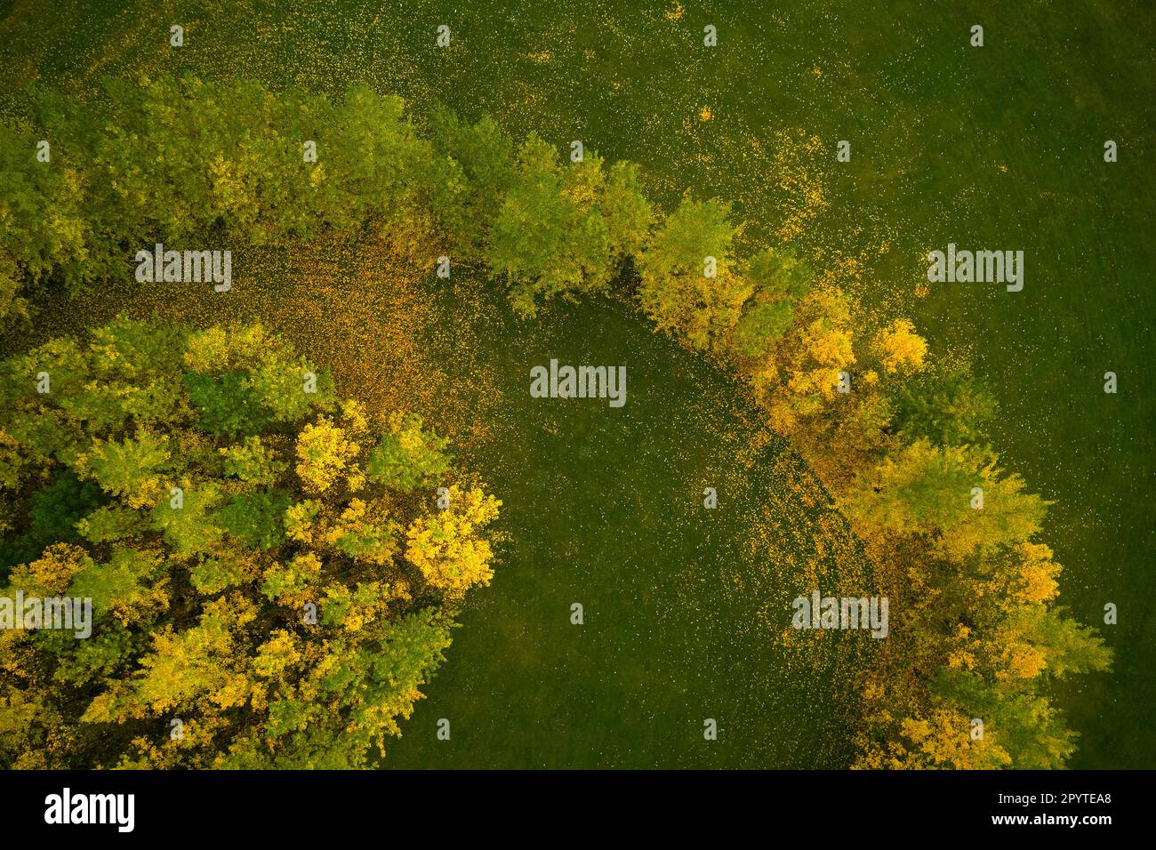 Bright autumn trees growing on field in countryside Stock Photo