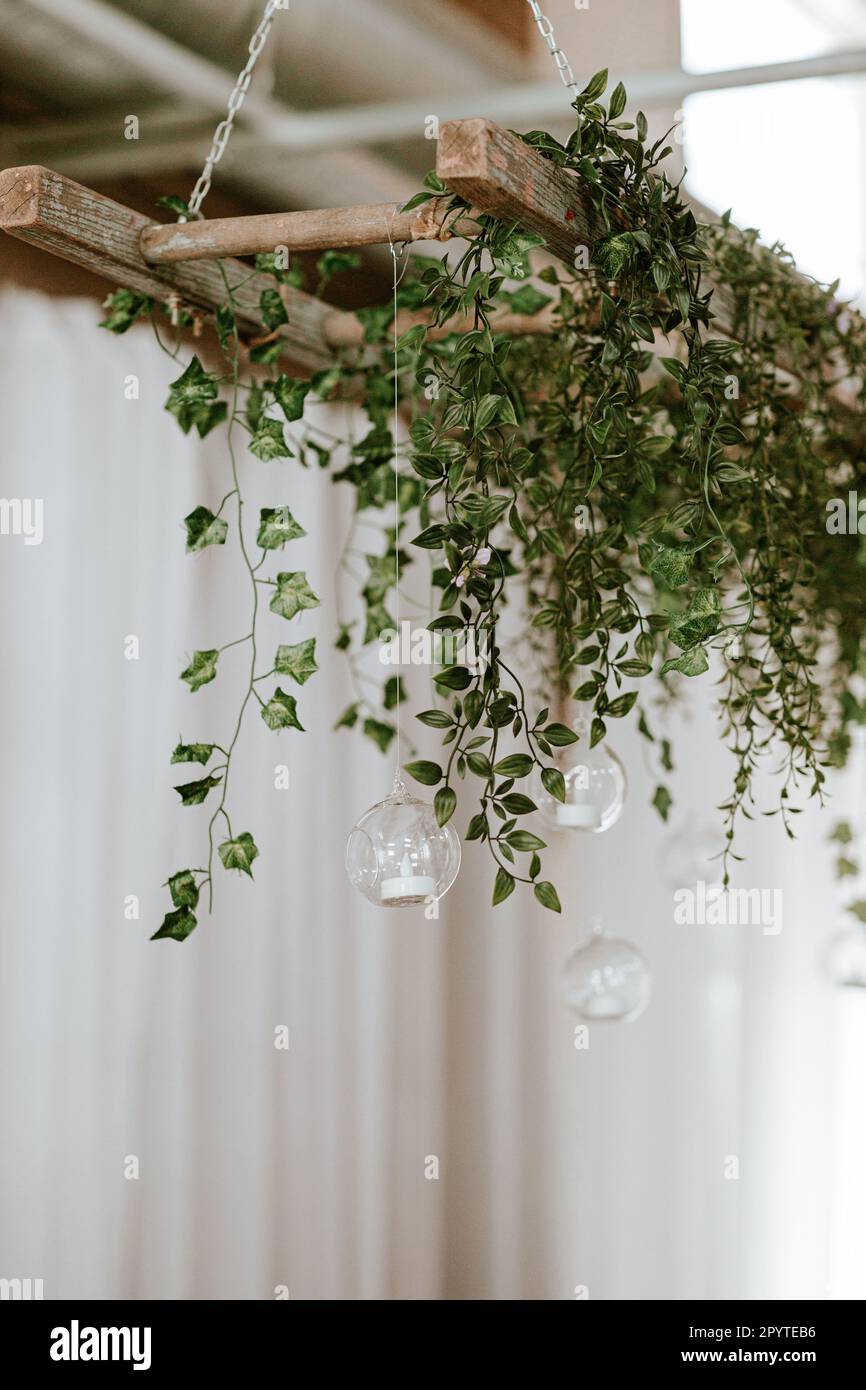 29,000+ Hanging Vines Stock Photos, Pictures & Royalty-Free Images - iStock
