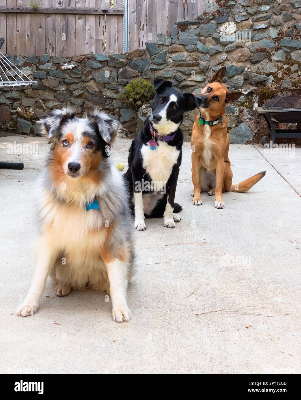 three dogs posing in a row in the backyard Stock Photo