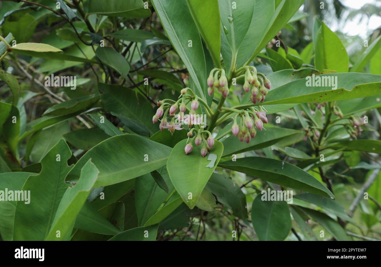 An Ardisia Elliptica branch with pink colored flowers cluster and green leaves .This plant known as the Balu Dan plant in Sri Lanka Stock Photo