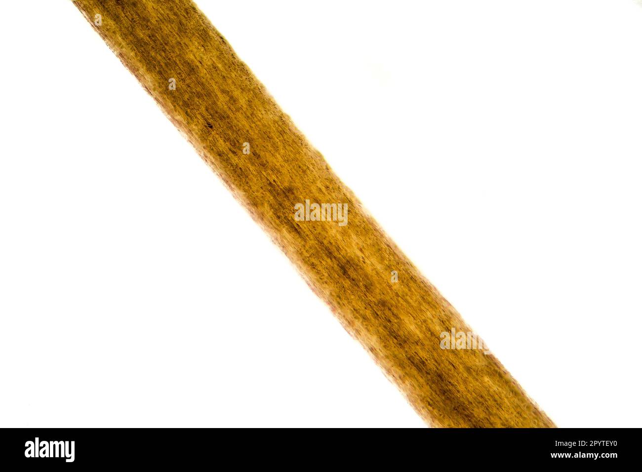 269 Human Hair Microscope Stock Video Footage  4K and HD Video Clips   Shutterstock