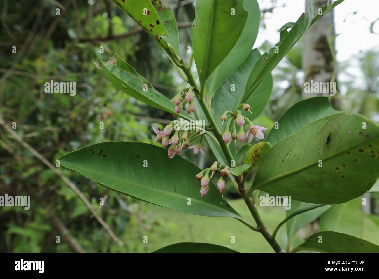 An Ardisia Elliptica (Balu Dan) twig view with blooming pink colored flower clusters and green leaves Stock Photo