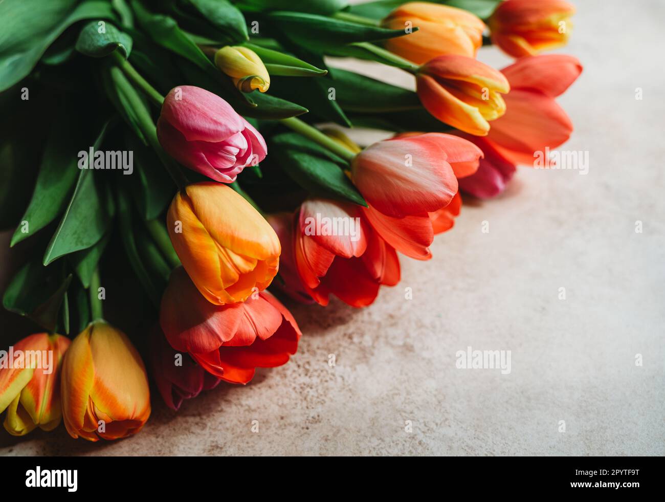 Close up view of colorful bunch of cut tulip flowers on beige surface. Stock Photo
