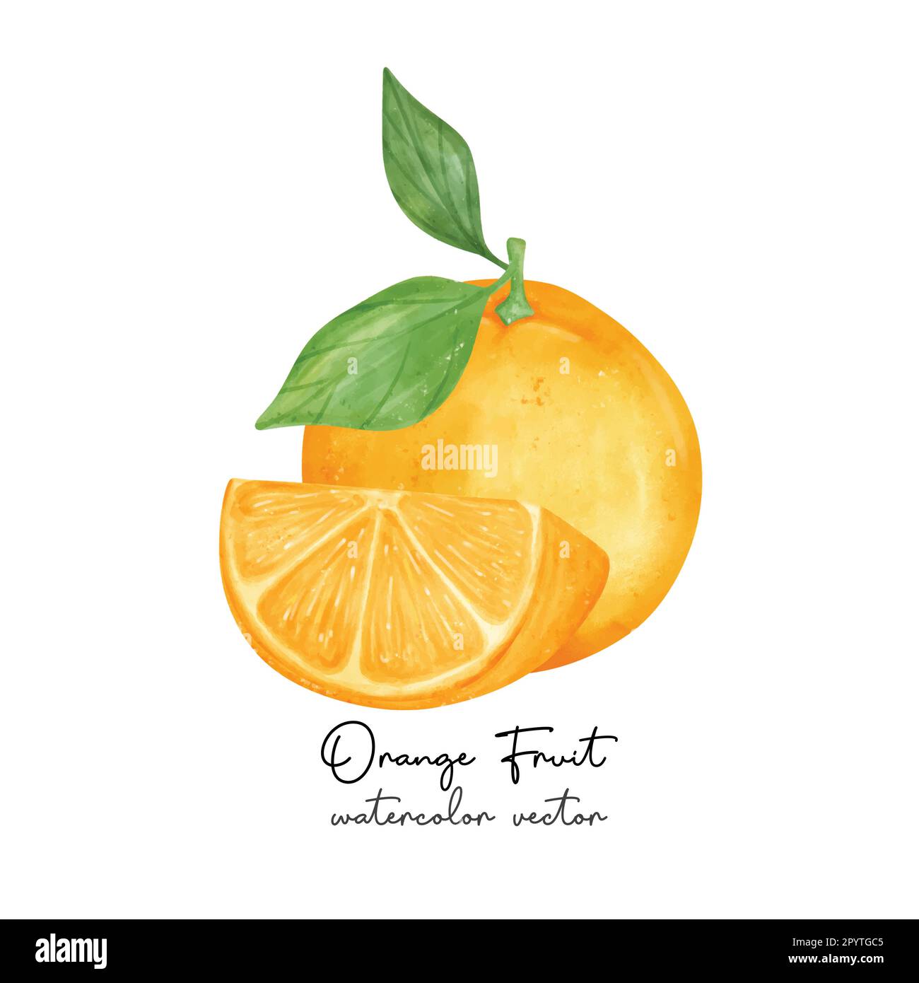 Realistic watercolor fruits Stock Vector Images - Alamy