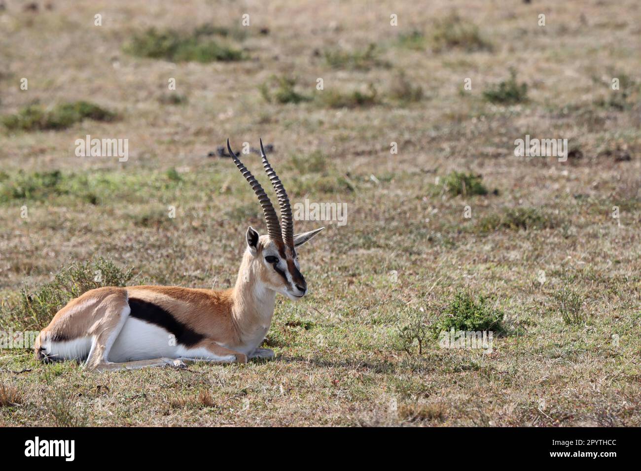 Gazelle lying on grassland on Masai Mara national reserve Kenya Africa ...