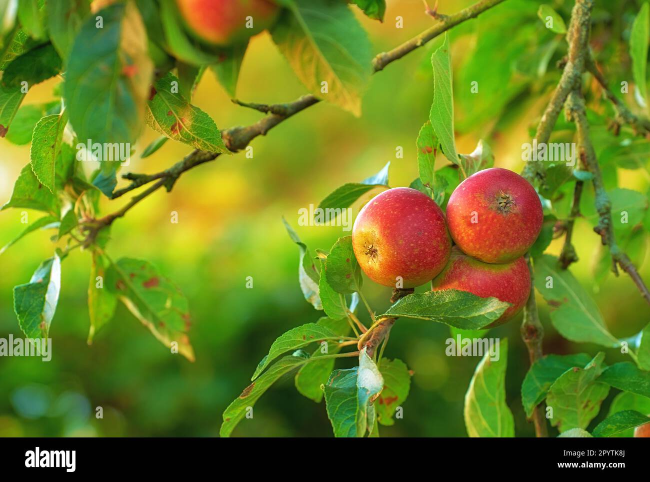 Image showcasing An apple per day keeps the doctor away. Apple-picking has never looked ...