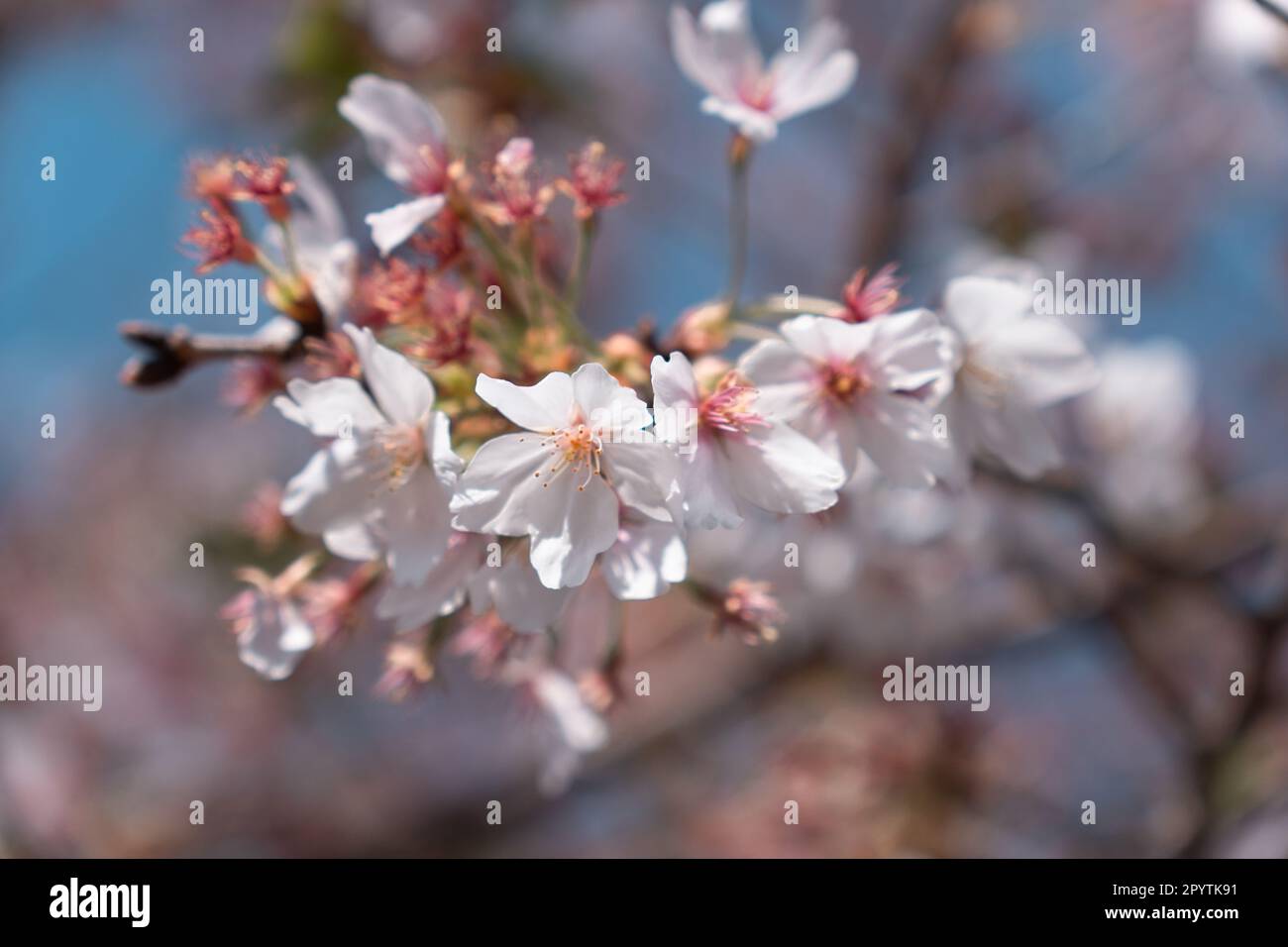 Close up of Japan sakura petal cherry blossom branch Stock Photo - Alamy