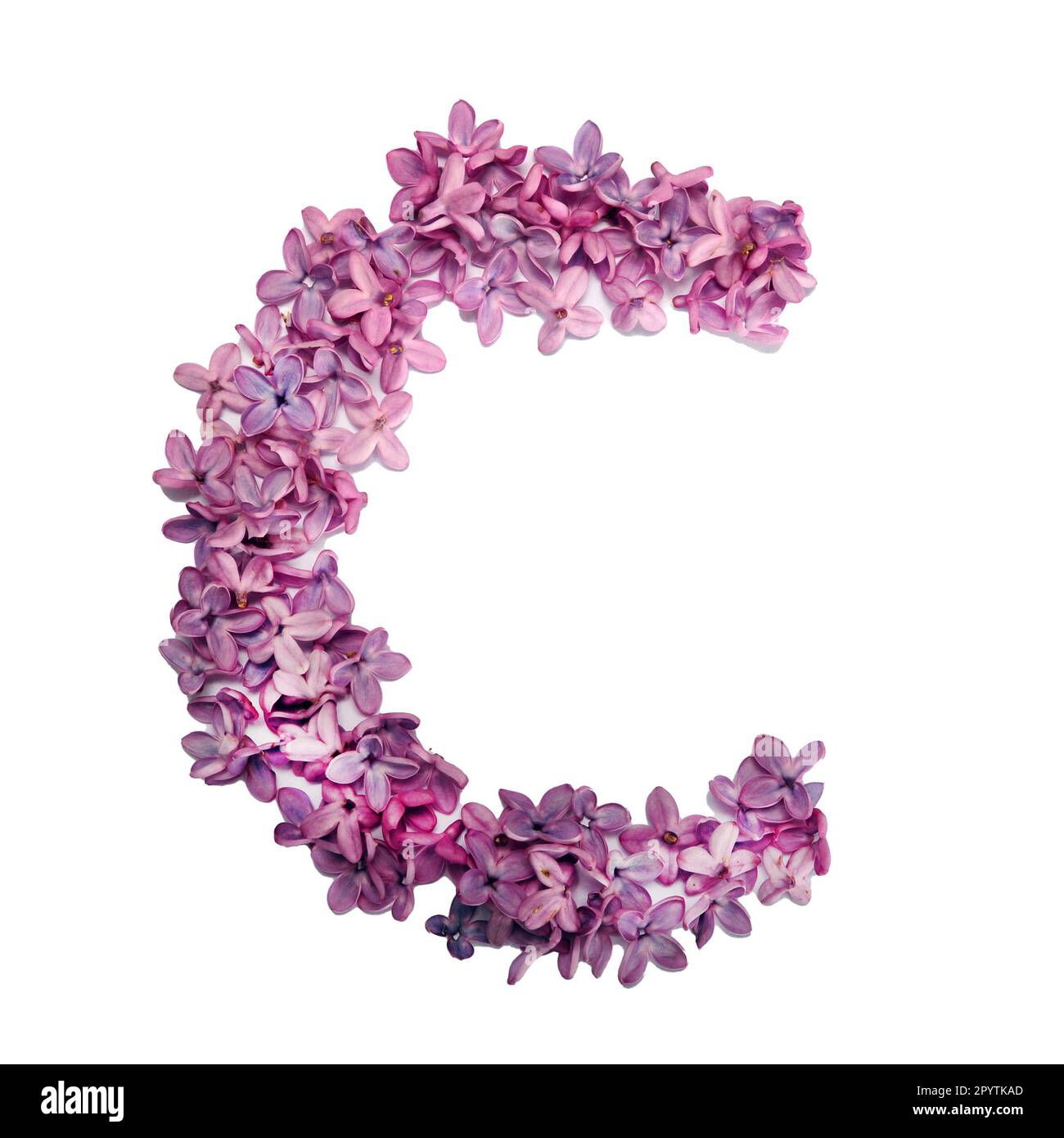 The letter C made of lilac flowers. Square photo with white background