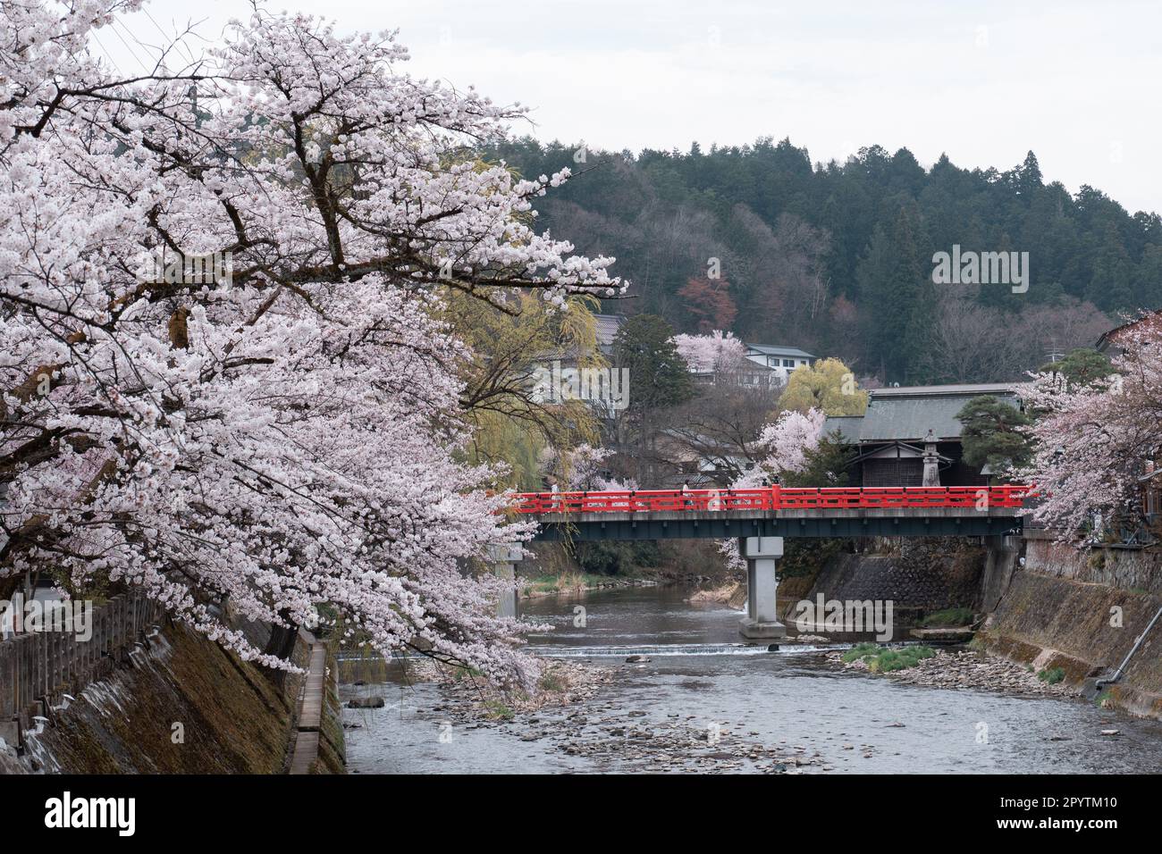 TAKAYAMA, JAPAN APRIL 5, 2023 Nakabashi bridge with sakura cherry