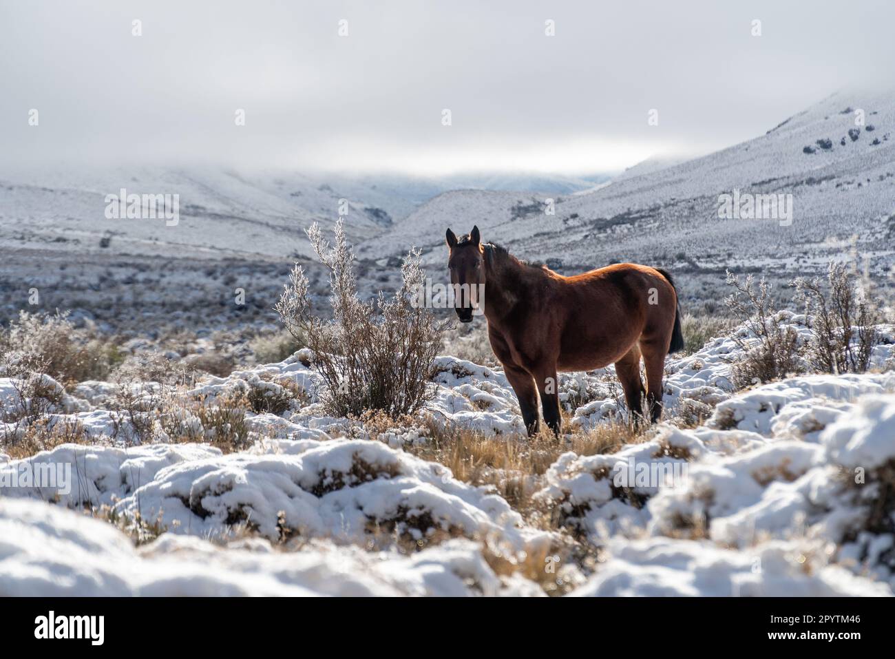 A brown equine animal standing in a snowy landscape by the side of a hill Stock Photo