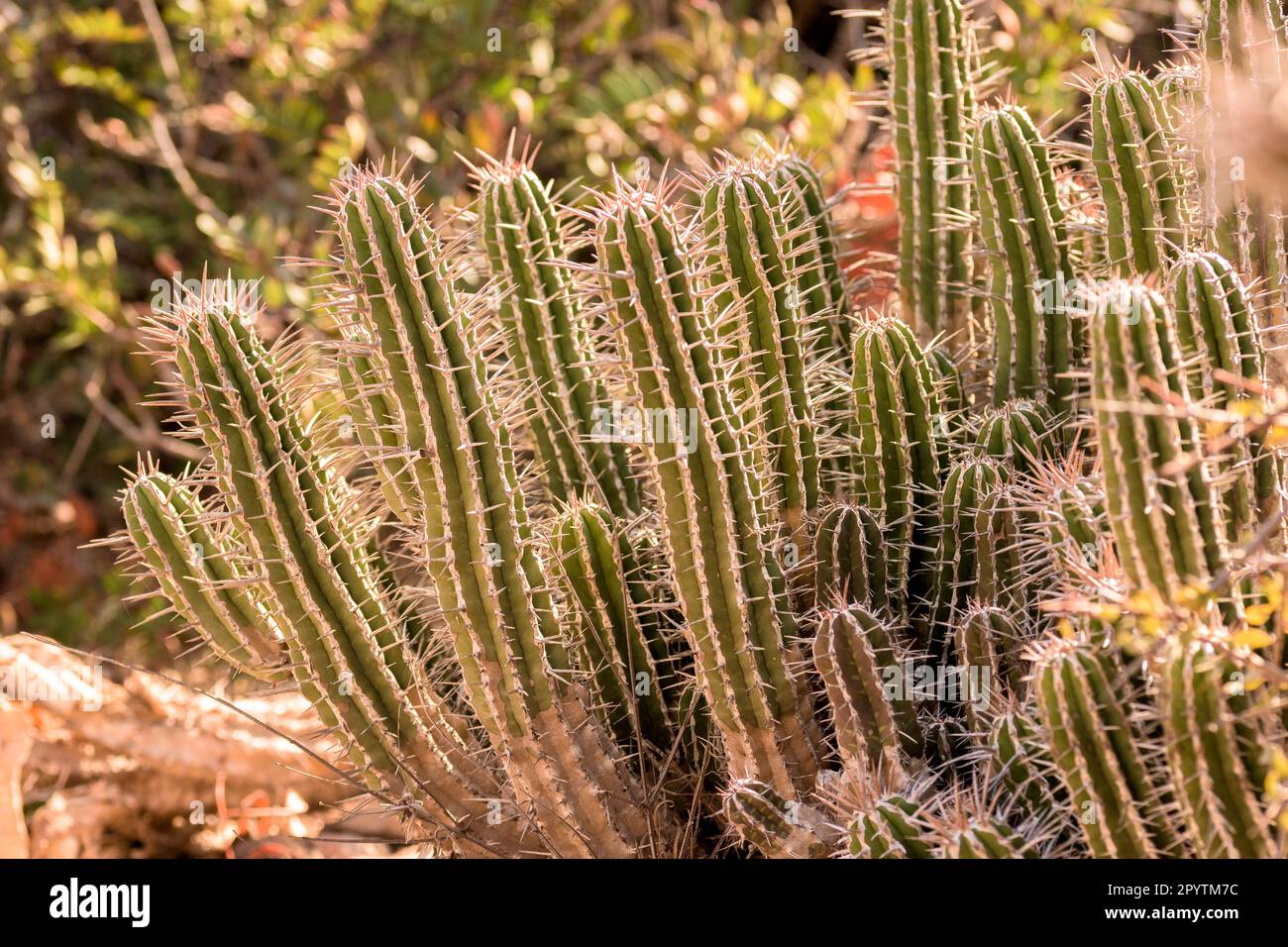 Moroccan mound cactus plant Stock Photo - Alamy