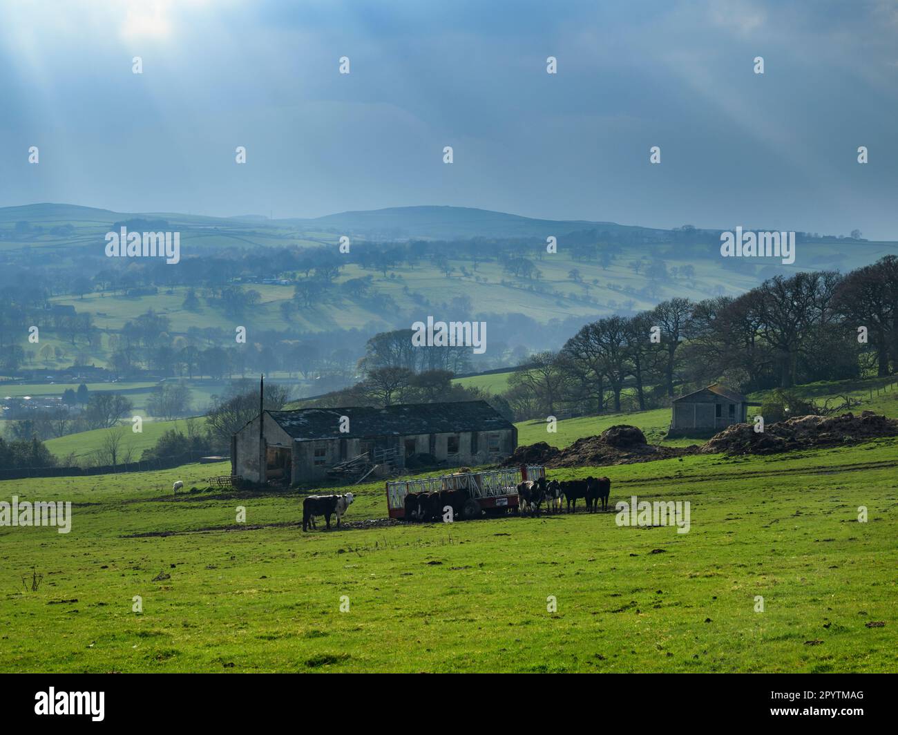 Beautiful scenic valley (livestock feeding at trailer, sunlit hills hillsides, isolated buildings, sun rays) - Addingham, West Yorkshire, England, UK. Stock Photo