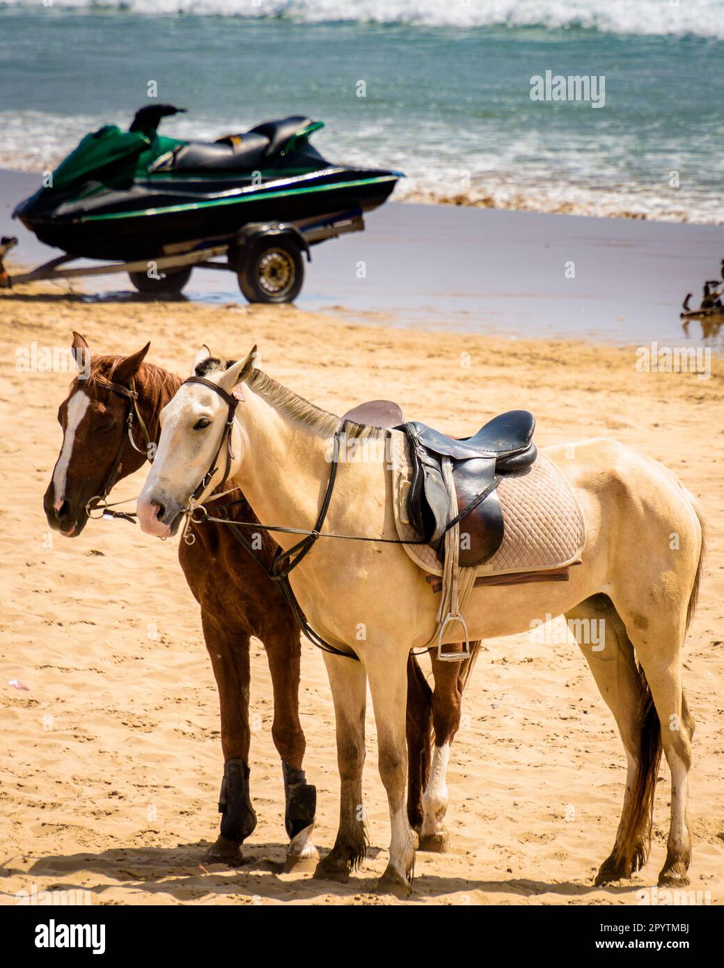 Horses on the beach in Morocco, Two Arabi horses near Taghazout village - Surfers village Stock Photo