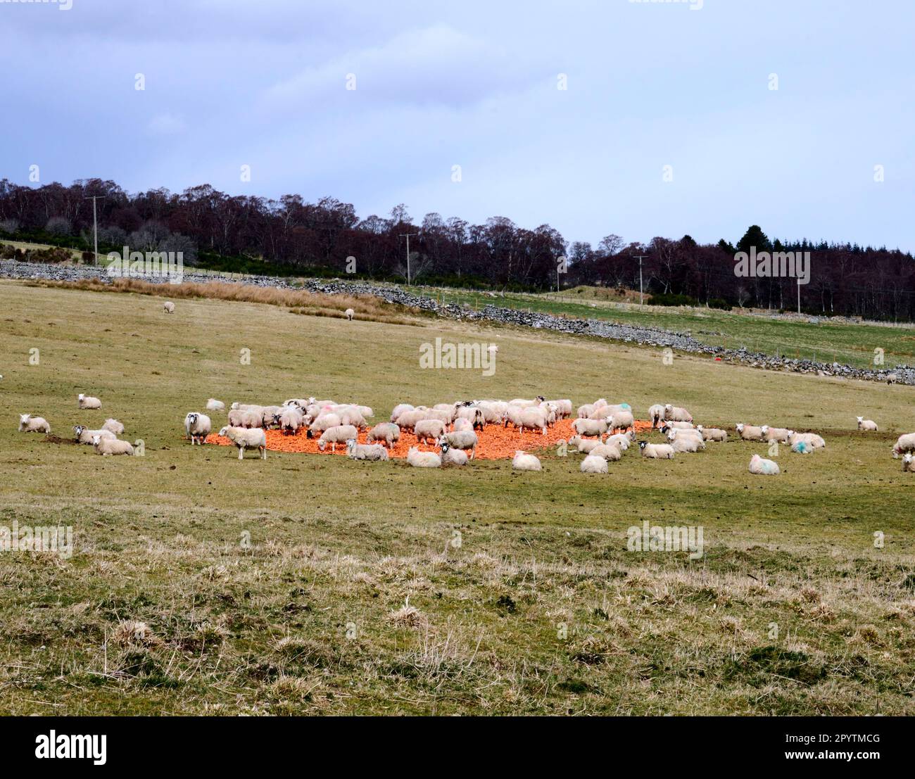 Sheep eating Carrots Cairngorm national Park, Highland region, northern Scotland, UK Stock Photo