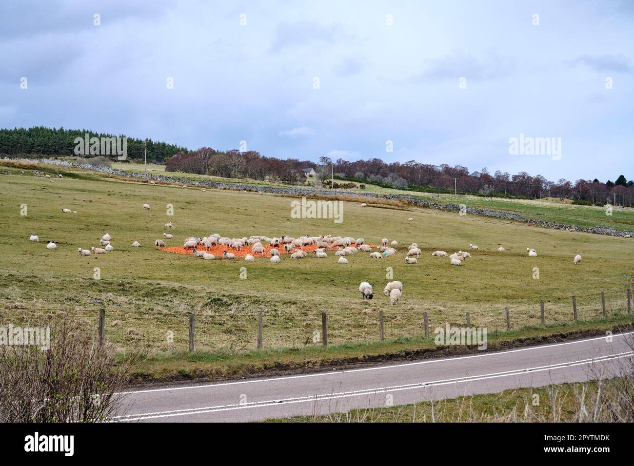 Sheep eating Carrots, Cairngorm national Park, Highland region, northern Scotland, UK Stock Photo