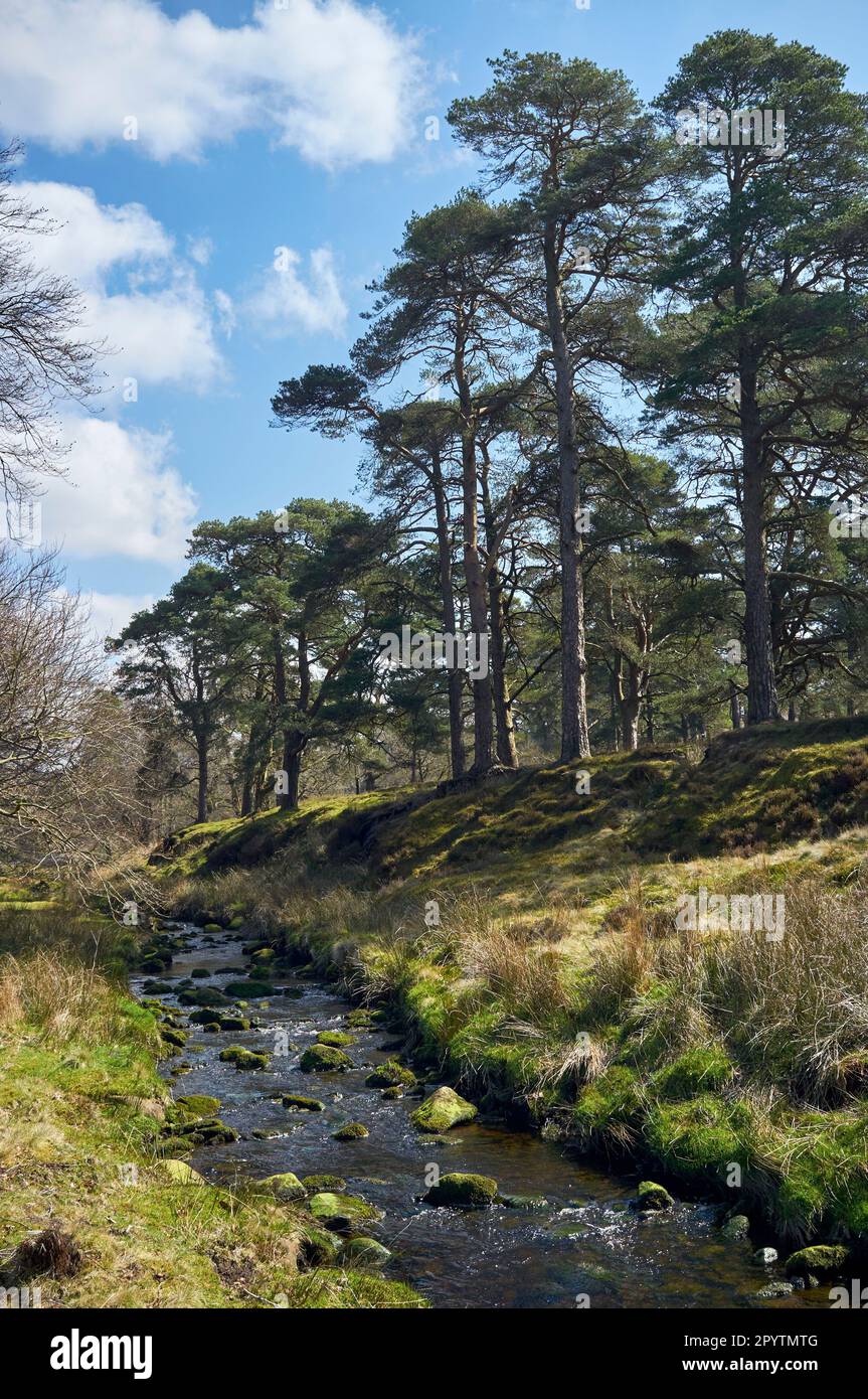 Marshaw Wyre in the Trough of Bowland, Lancashire, North West England UK Stock Photo