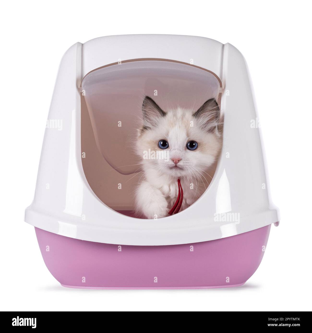 Cute bicolor Ragdoll cat kitten, coming out of closed pink litter box