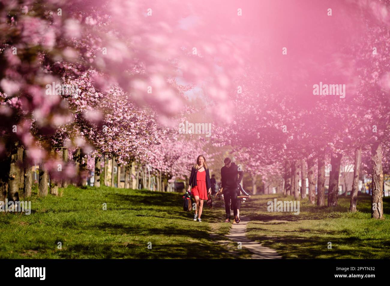 , , April 20, 2020: A family can be seen walking through the colourful blossoms of the trees of the TV-Asahi cherry blossom avenu in the morning sun. The creation of the Cherry Blossom Avenue was initiated by TV-Asahi, one of the major Japanese television stations, on the occasion of the reunification of Germany. The cherry trees were planted between 1990-2010. Almost 10,000 Japanese cherry trees now stand on the former Wall strip and other selected places that were particularly affected by the division of Germany. In the Teltow area there are about 1,100 cherry trees. Stock Photo