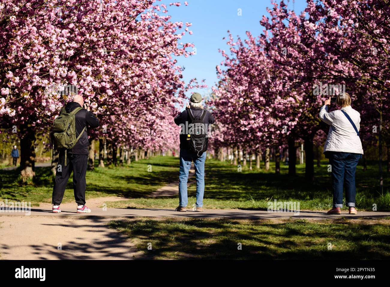 , , April 20, 2020: Three people can be seen photographing the colourful blossoms of the trees of the TV-Asahi cherry blossom avenue in the morning sun. The creation of the Cherry Blossom Avenue was initiated by TV-Asahi, one of the major Japanese television stations, on the occasion of the reunification of Germany. The cherry trees were planted between 1990-2010. Almost 10,000 Japanese cherry trees now stand on the former Wall strip and other selected places that were particularly affected by the division of Germany. In the Teltow area there are about 1,100 cherry trees. Stock Photo