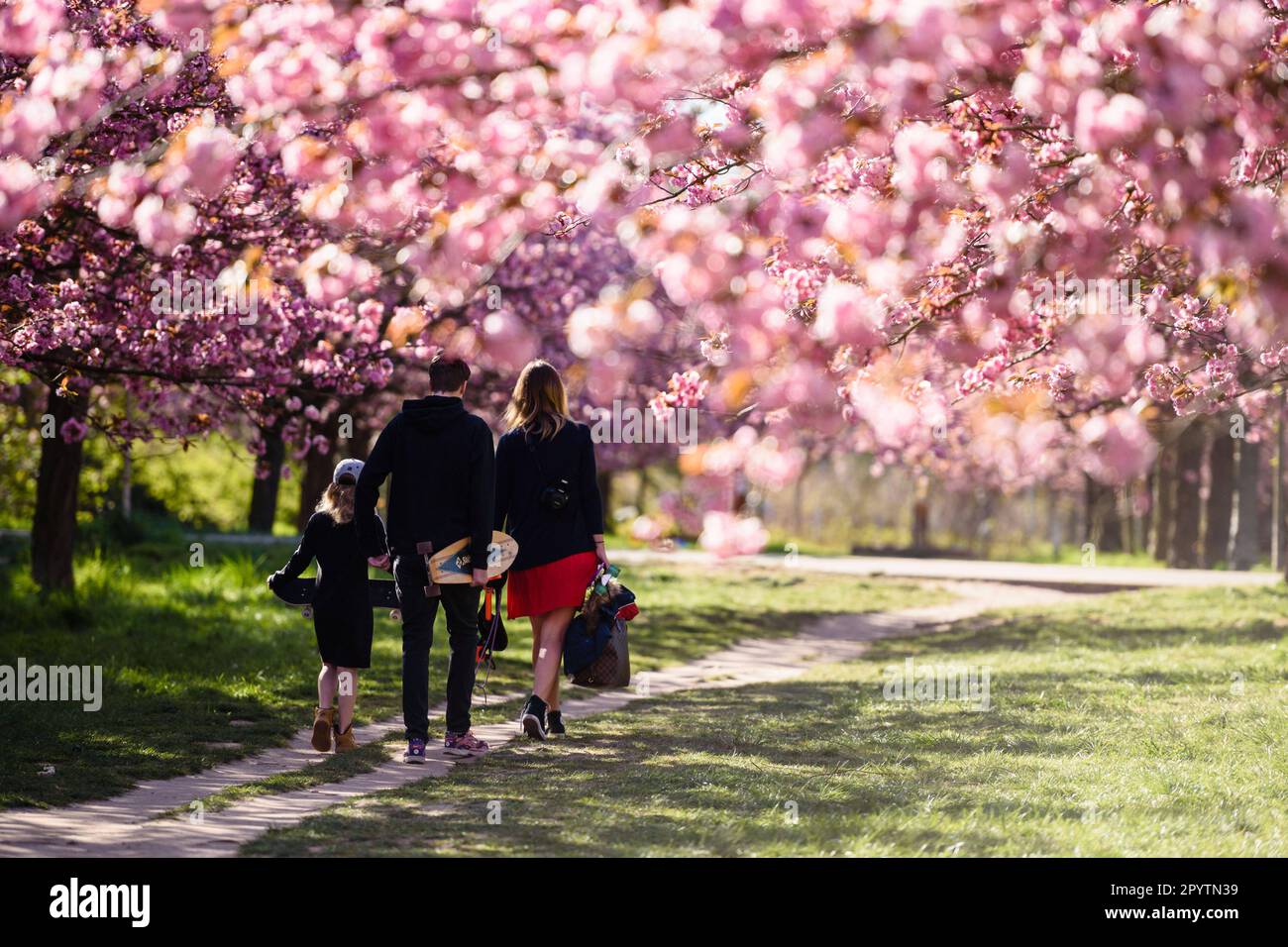 , , April 20, 2020: A family can be seen walking through the colourful blossoms of the trees of the TV-Asahi cherry blossom avenue in the morning sun. The creation of the Cherry Blossom Avenue was initiated by TV-Asahi, one of the major Japanese television stations, on the occasion of the reunification of Germany. The cherry trees were planted between 1990-2010. Almost 10,000 Japanese cherry trees now stand on the former Wall strip and other selected places that were particularly affected by the division of Germany. In the Teltow area there are about 1,100 cherry trees. Stock Photo