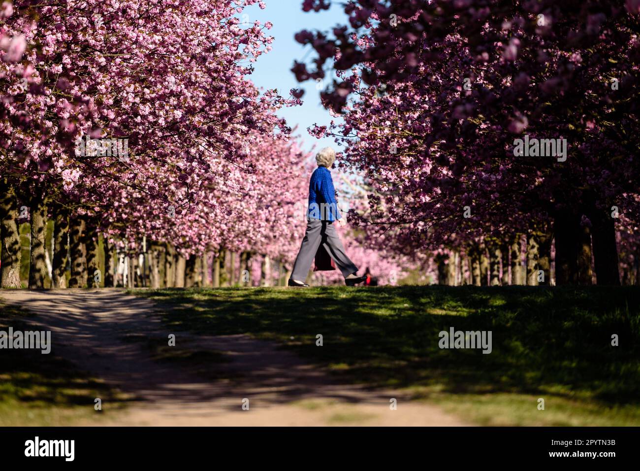 , , April 20, 2020: A woman can be seen walking through the colourful blossoms of the trees of the TV-Asahi cherry blossom avenue in the morning sun. The creation of the Cherry Blossom Avenue was initiated by TV-Asahi, one of the major Japanese television stations, on the occasion of the reunification of Germany. The cherry trees were planted between 1990-2010. Almost 10,000 Japanese cherry trees now stand on the former Wall strip and other selected places that were particularly affected by the division of Germany. In the Teltow area there are about 1,100 cherry trees. Stock Photo
