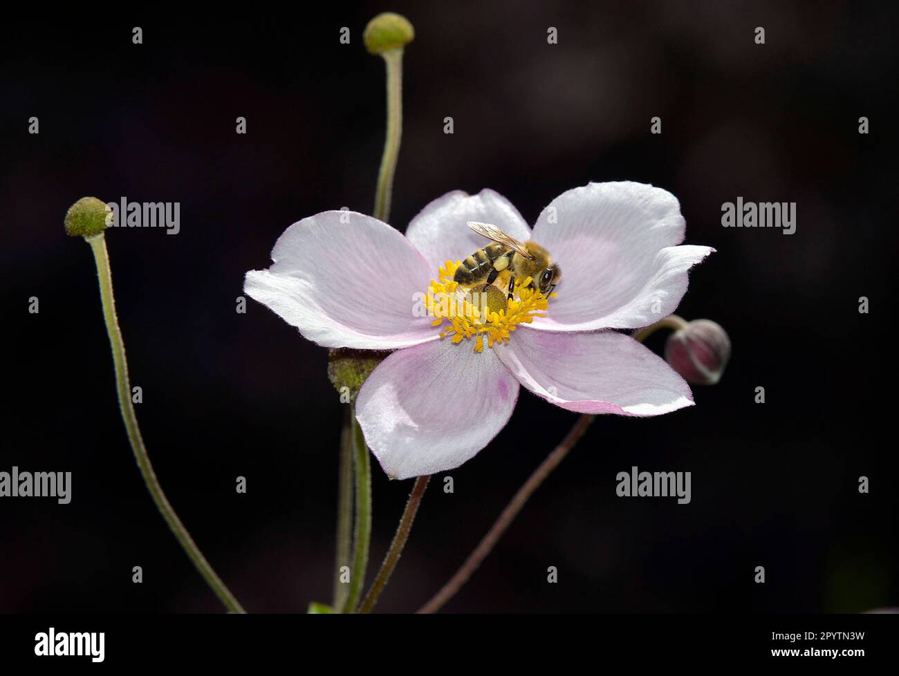 22.08.2017, Unkel, GER, Germany, a bee collects pollen on a flower Stock Photo