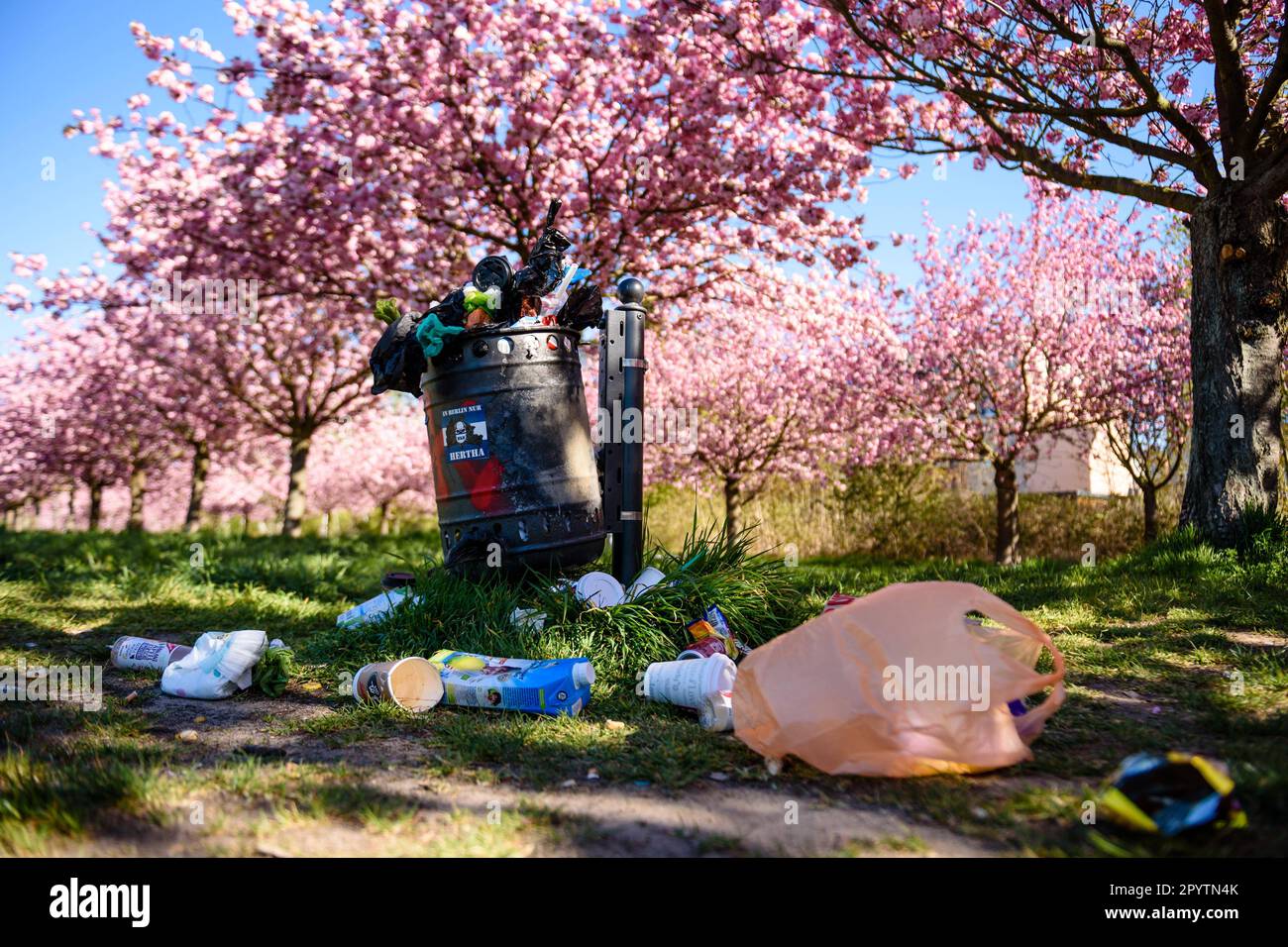 , , April 20, 2020: Weekend trash is piling up in front of the colourful blossoms of the trees of the TV-Asahi cherry blossom avenue in the morning sun. The creation of the Cherry Blossom Avenue was initiated by TV-Asahi, one of the major Japanese television stations, on the occasion of the reunification of Germany. The cherry trees were planted between 1990-2010. Almost 10,000 Japanese cherry trees now stand on the former Wall strip and other selected places that were particularly affected by the division of Germany. In the Teltow area there are about 1,100 cherry trees. Stock Photo