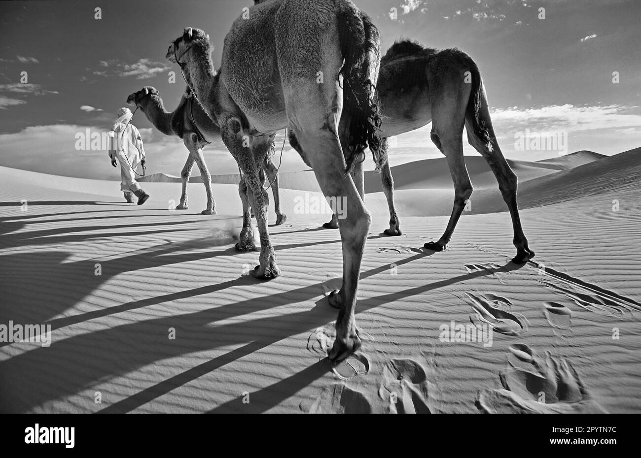 Camel bags hi-res stock photography and images - Alamy