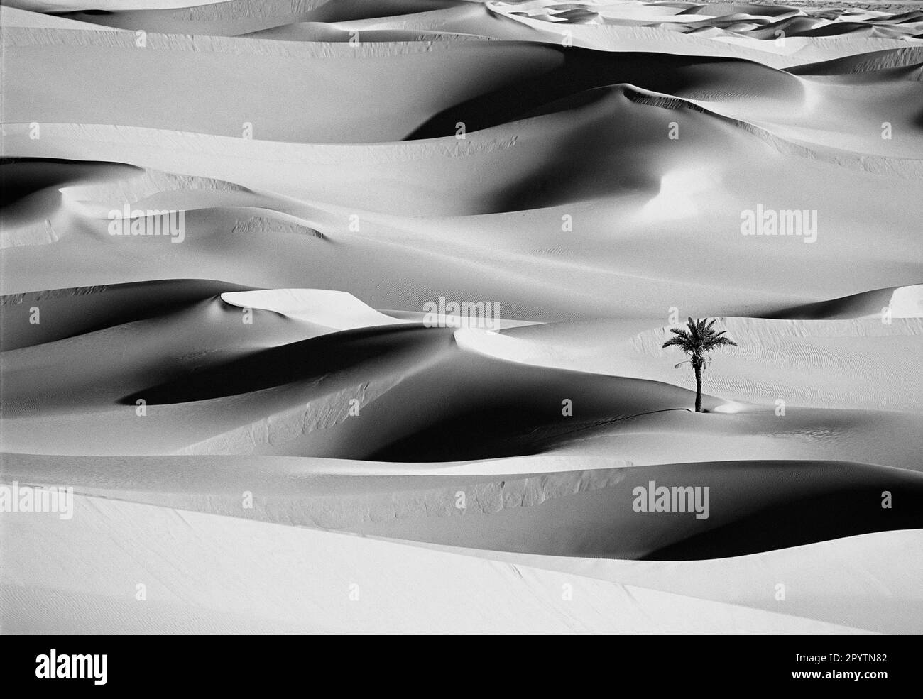 Algeria, Ouargla, Great Eastern Sandsea. (Grand Erg Oriental). Sahara