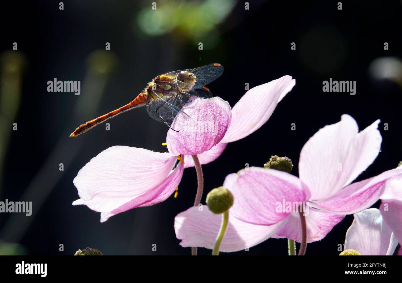 22.08.2017, Unkel, GER, Germany, a dragon-fly sitting on a     flower Stock Photo