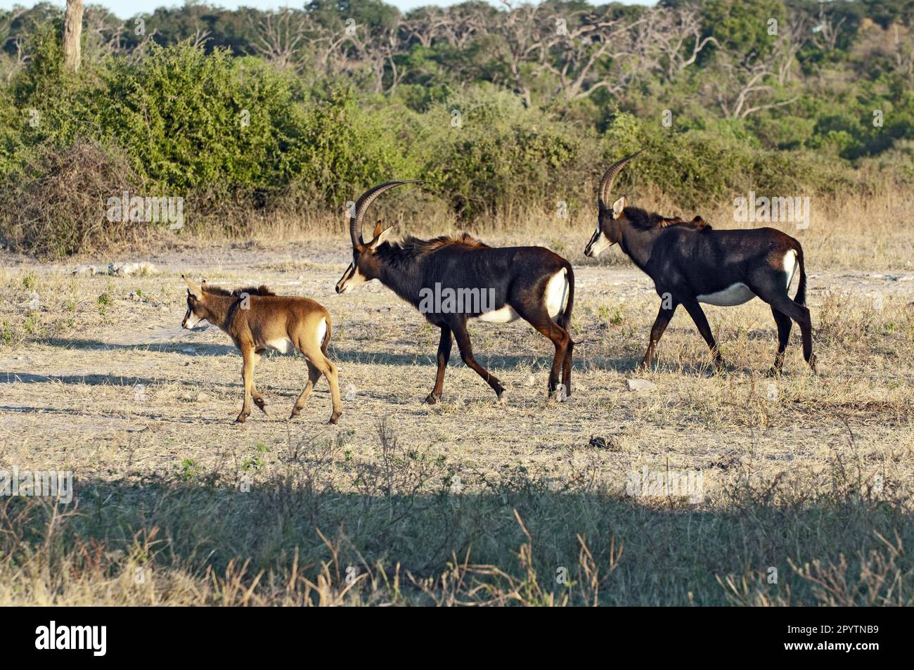 Sable Antelope (Hippotragus niger) family, two parents with calf. Chobe National Park  Botswana. Stock Photo
