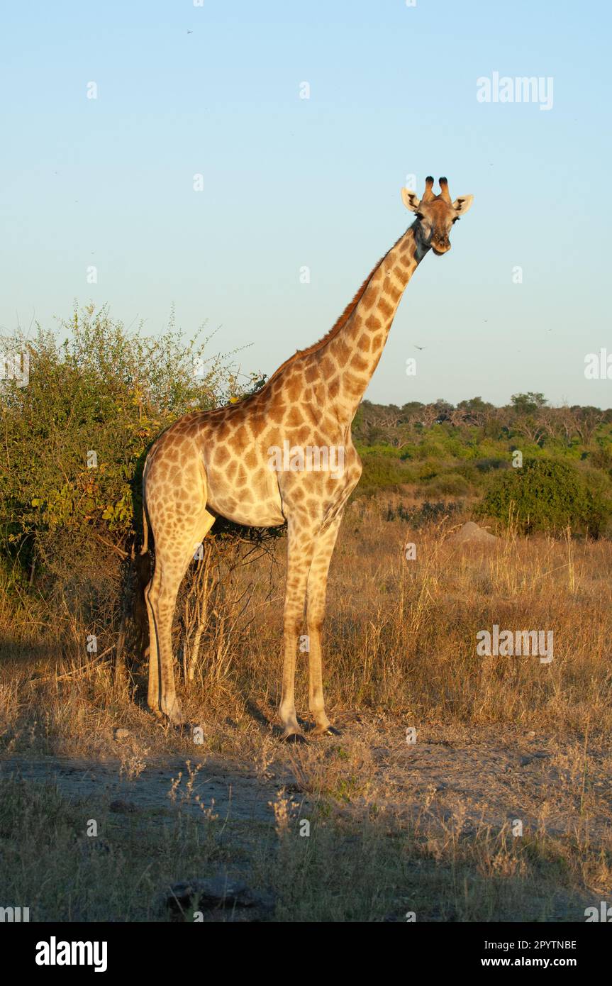 Adult giraffe Full height image in warm early evening light, subject looking toward camera. Southern Giraffe, Chobe National Park Botswana. Stock Photo