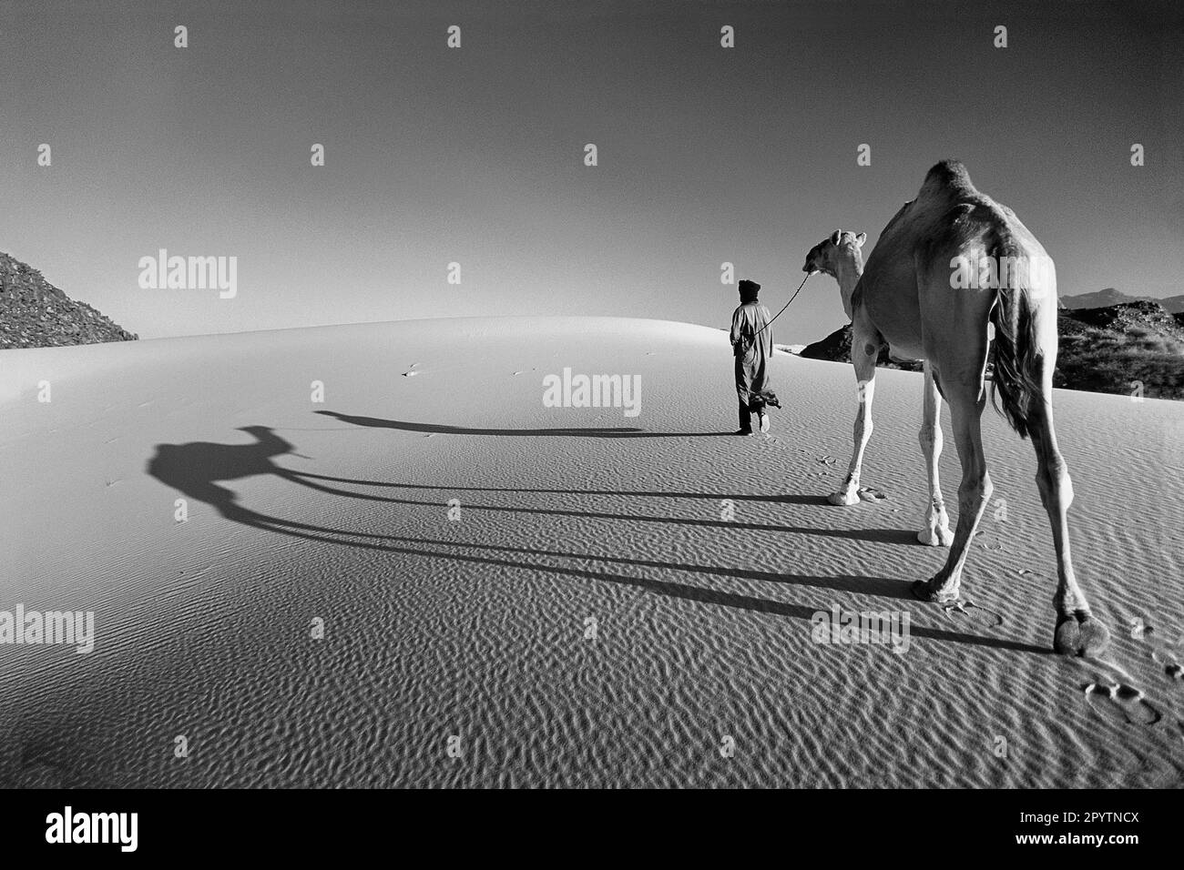 Morocco. Erfoud. Sahara desert at Erg Chebbie sanddunes. Man and camel. Black & White. Stock Photo