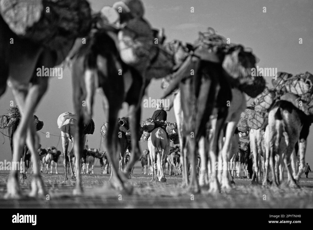 Niger, Agadez. Sahara desert. T n r desert. People of Tuareg tribe ...