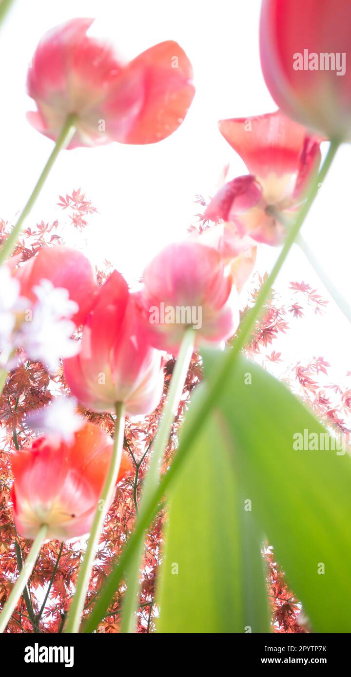 Hi-key view of tulips from below. Stock Photo