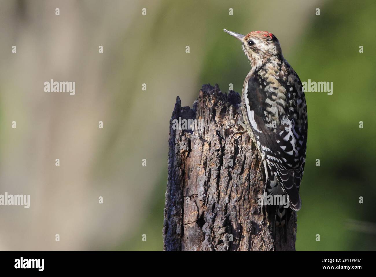 A brown and white-speckled woodpecker atop a tall tree, surveying its