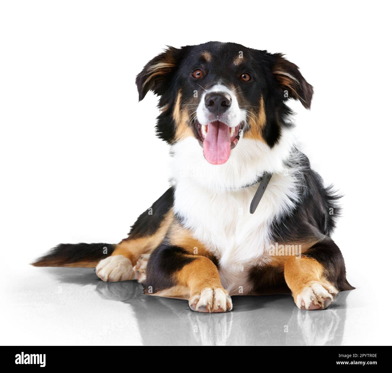 Border collie, portrait and dog with tongue out relax on isolated