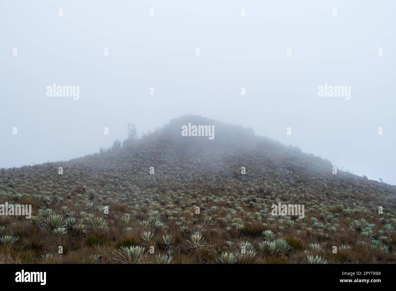 Featuring majestic hi-res stock photography and images - Alamy