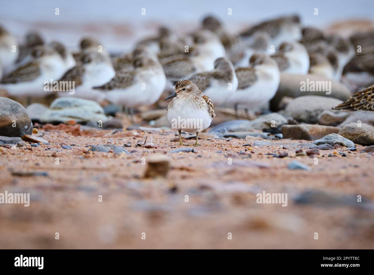 flock of Semipalmated Sandpiper, Calidris pusilla, hundled together on a beach preparing for winter migration south Stock Photo