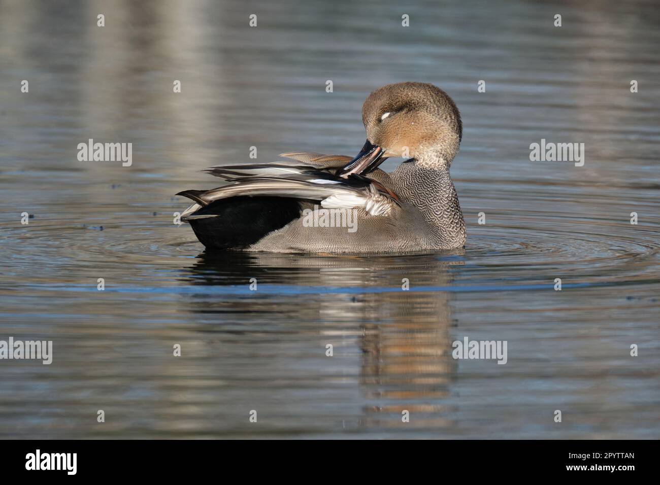 male Gadwall,  Mareca strepera, wading on pond water preening Stock Photo