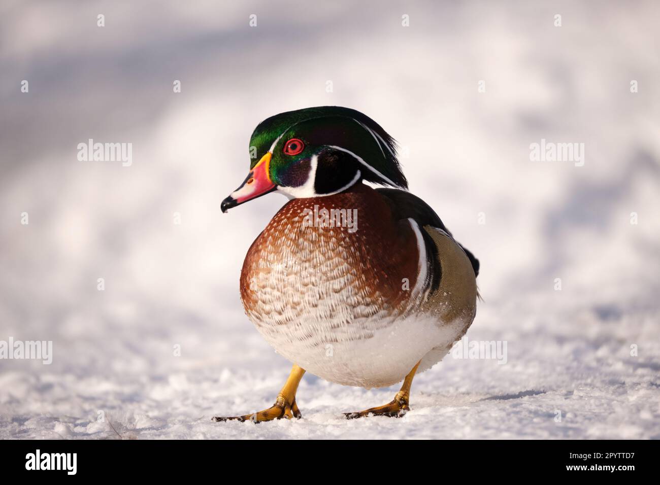 Male wood duck, Aix Sponsa, during winter in snow, walking sideways looking at camera Stock Photo
