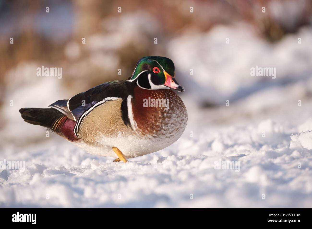 Male wood duck, Aix Sponsa, during winter in snow, walking sideways looking at camera Stock Photo