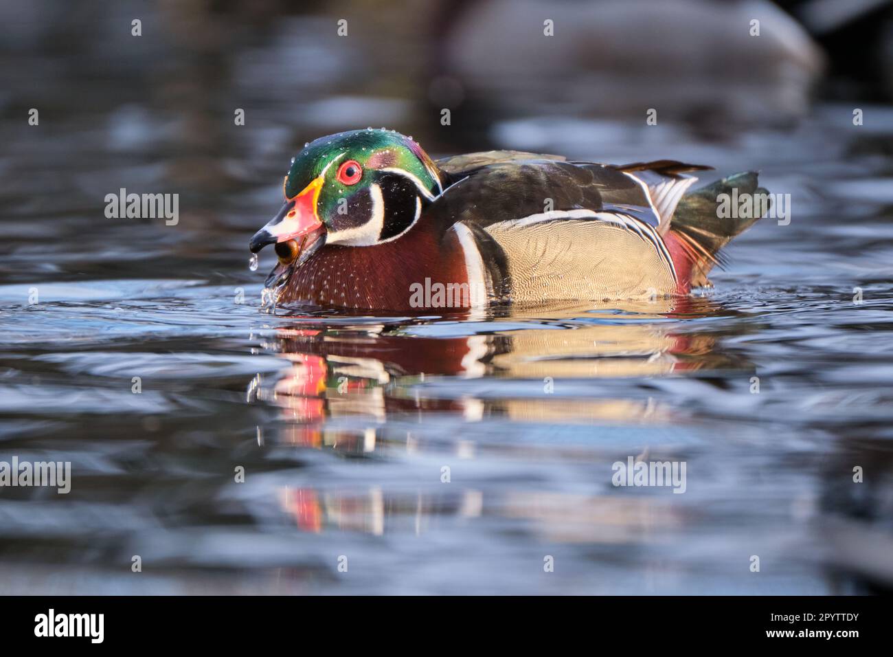 Male wood duck, Aix Sponsa, on water with a snail in its mouth Stock Photo