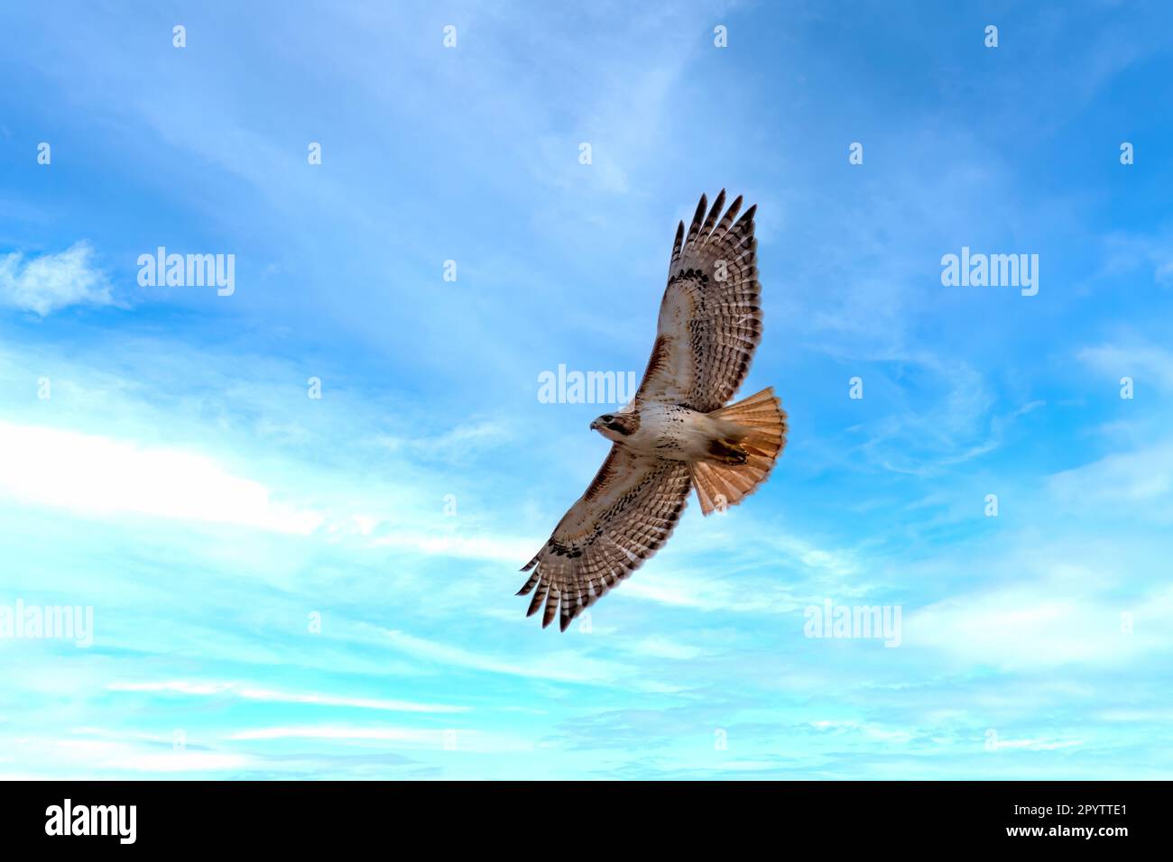 Red-tailed hawk (Buteo jamaicensis) in flight. Natural scene from ...