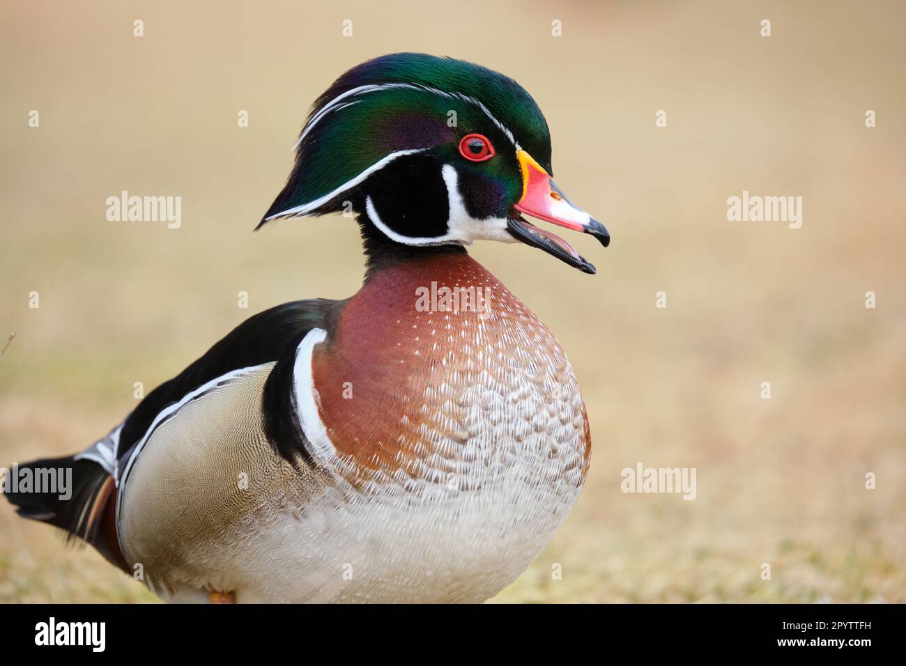 Male wood duck, Aix Sponsa, head shot. beak open as if talking Stock Photo
