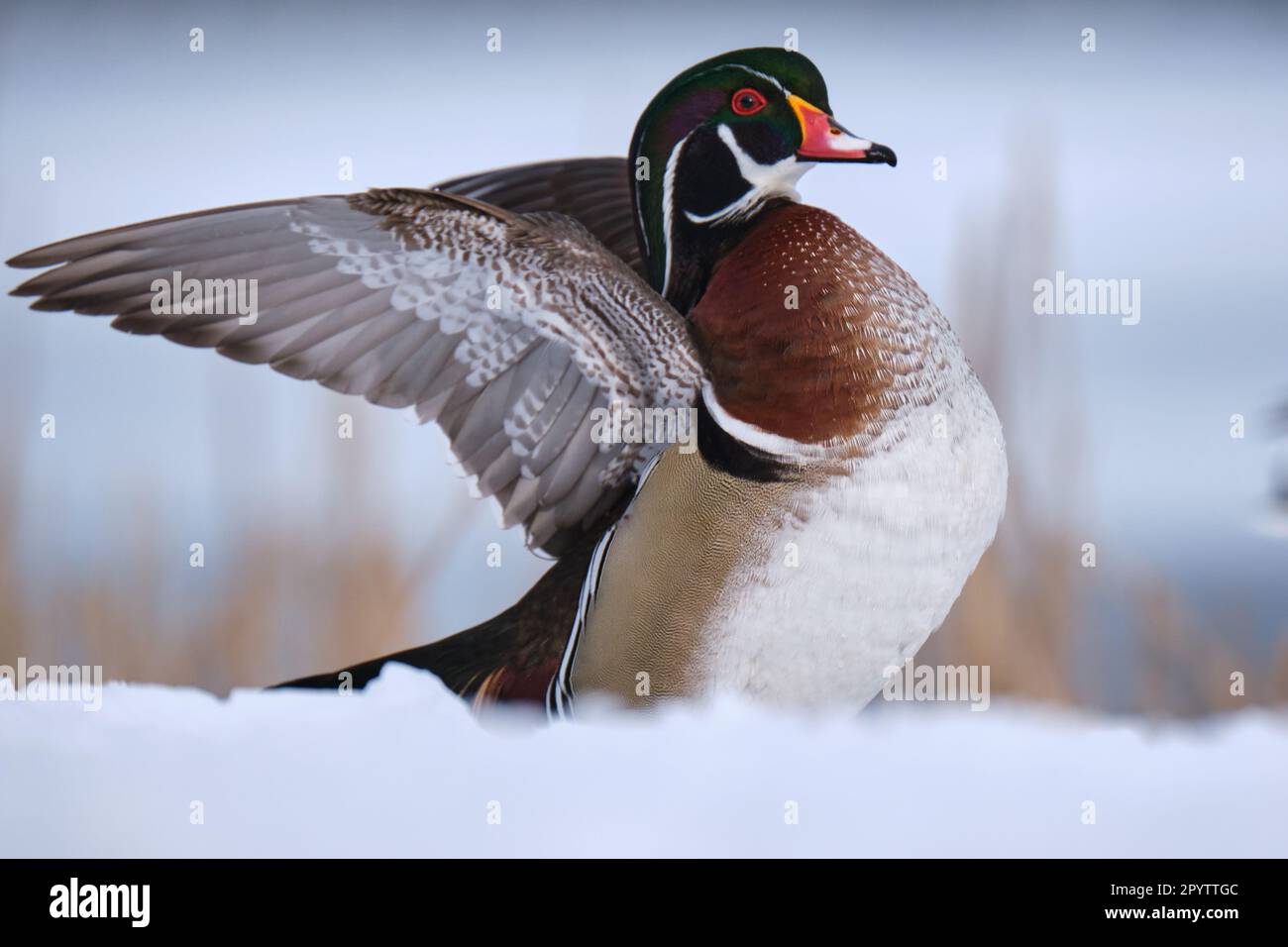 Male wood duck, Aix Sponsa, during winter in snow, displaying wings wide open Stock Photo