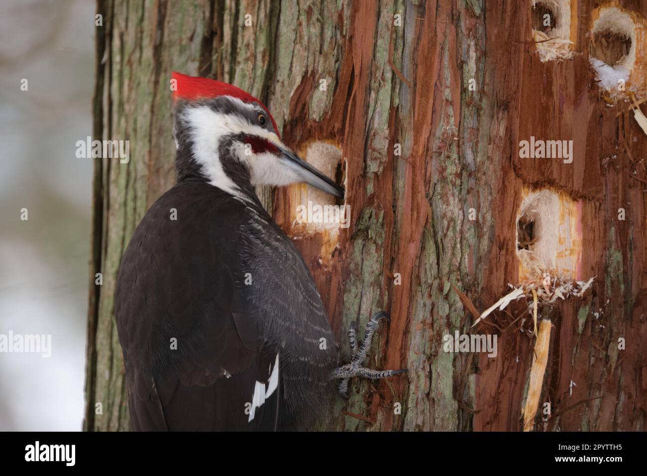 Male Pileated Woodpecker, Dryocopus pileatus, digging a hole in tree trunk looking for insects Stock Photo