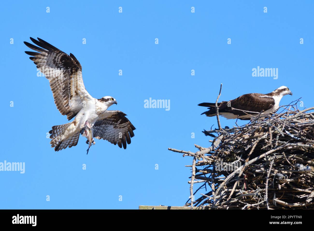 Ospreys, Pandion haliaetus, returns to nest with a fish in its talon Stock Photo