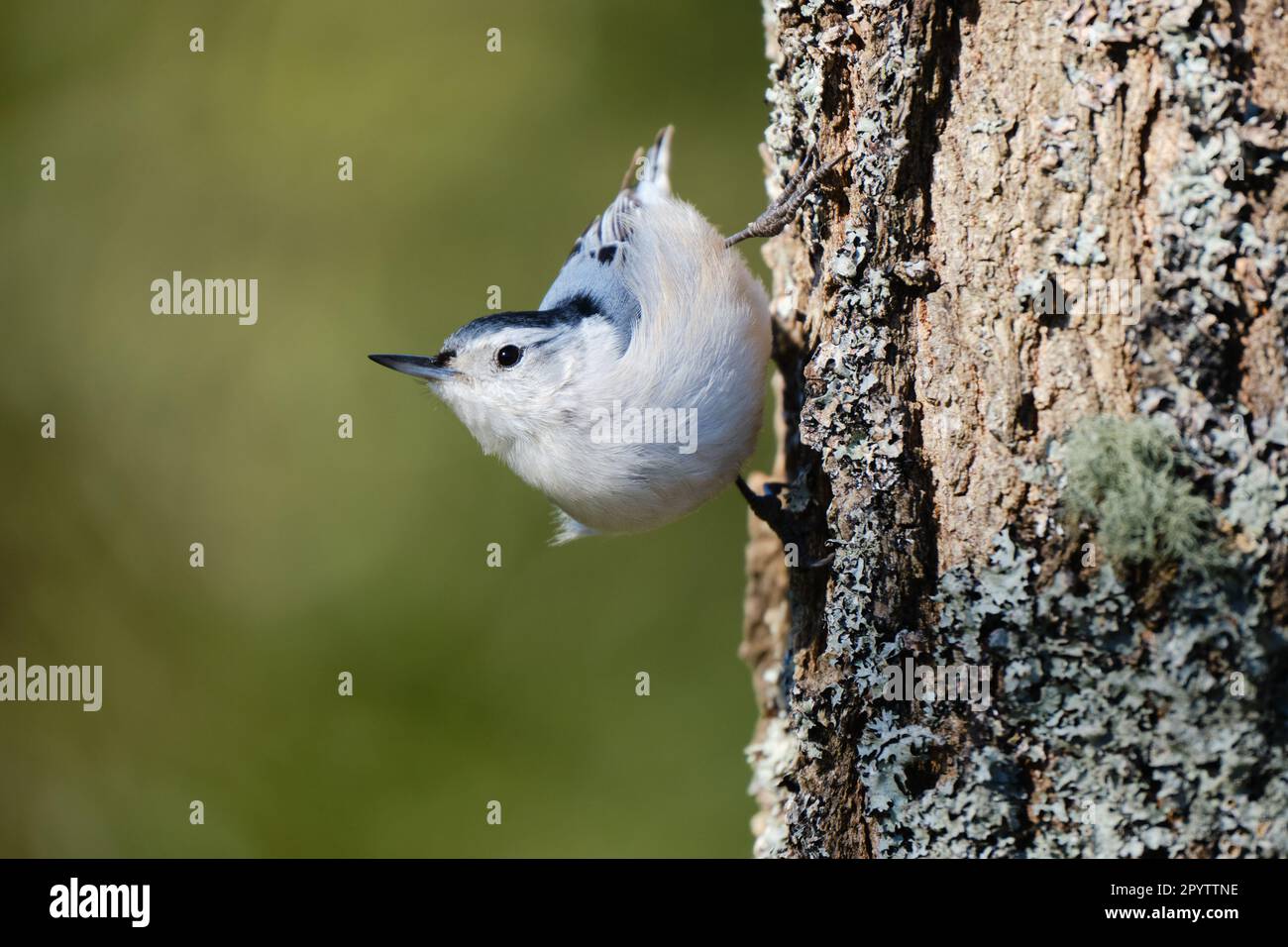 white breasted nuthatch  perched downwards on a tree trunk Stock Photo