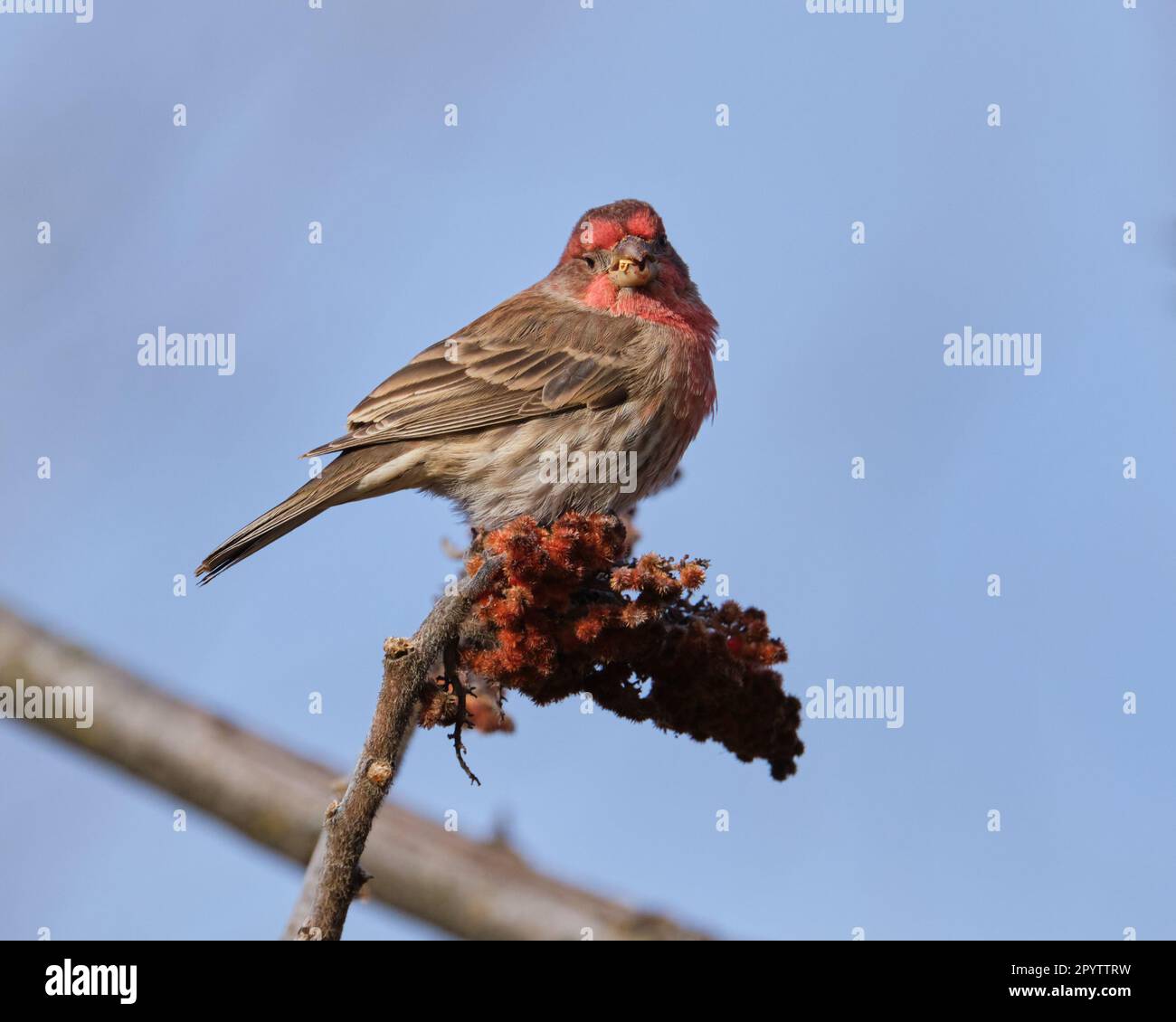 male house finch,  Haemorhous mexicanus  , perched on sumac branch eating Stock Photo